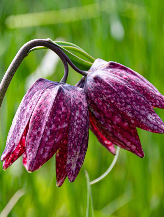 Schachblumen, botanische Schönheiten im Sinngrund. Im Bild eine doppelblütige Schachblume, was sehr selten ist. Die Blume ist von lila Grundfarbe mit dunkleren schachbrettartigen Mustern.