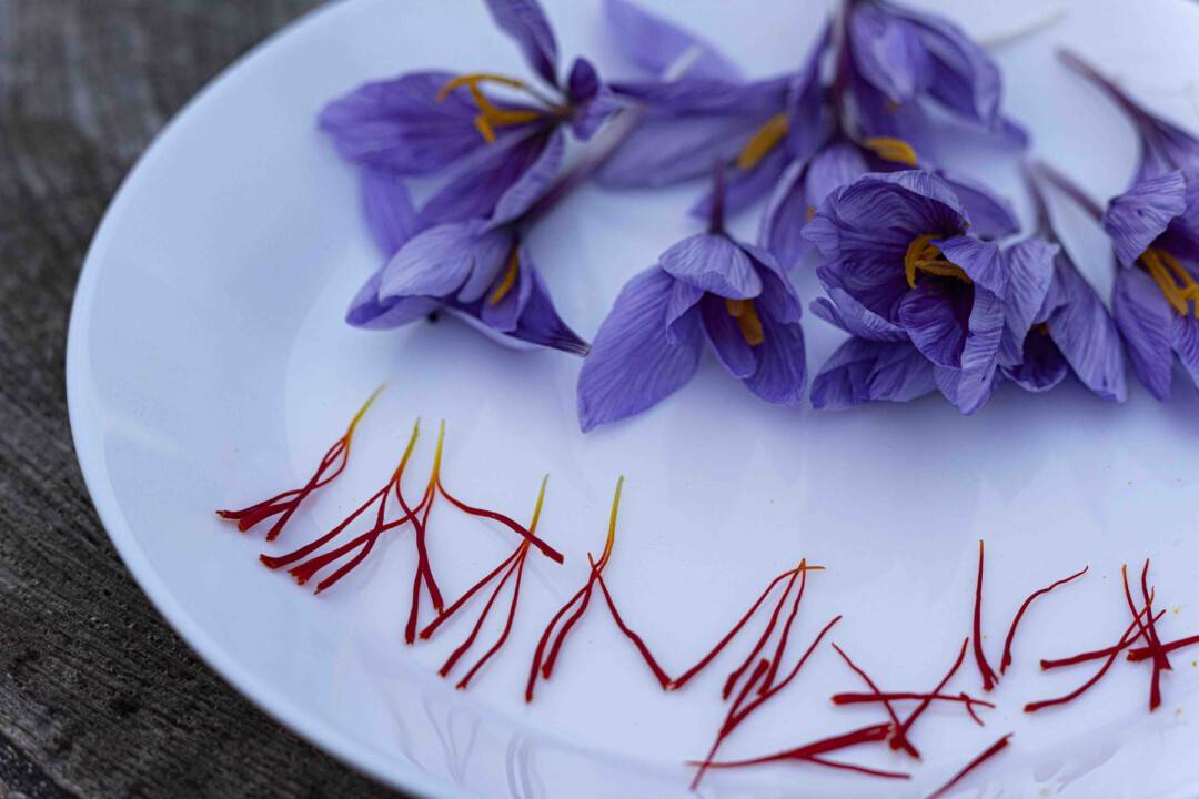 Safran aus Franken - auf einem weißen Teller liegen einige lilafarbenen Safranblüten. Davor sind die orangefarbenen Griffel, sprich Fäden zur Ansicht.