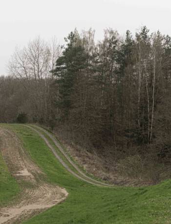 Grenzmuseum Schifflersgrund - Das Bild zeigt den ehemaligen Kolonnenweg mit Grünstreifen und einem Teil des Grenzzauns. Rechts daneben grenzt ein Mischwald an.